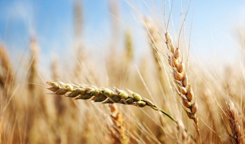 智慧農業(yè)發(fā)展基礎—四種數據、三大渠道