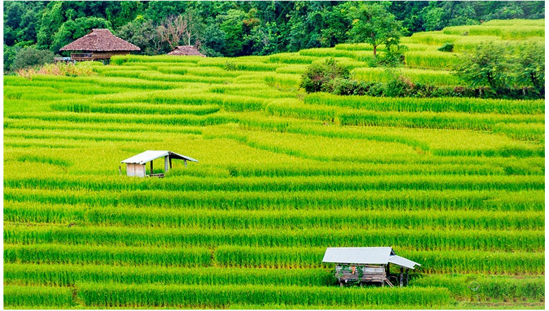 物聯(lián)網(wǎng)等技術如何用來測量農(nóng)業(yè)