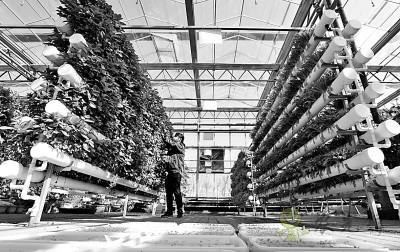 暢想下未來農業(yè)是啥樣子的？