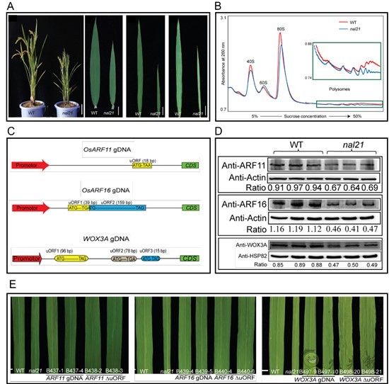 水稻葉片的寬窄，由這個核糖體蛋白來調控