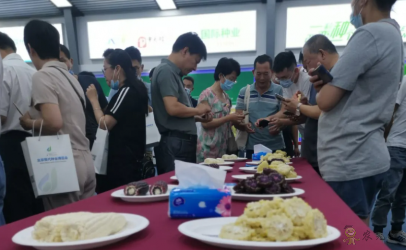 北京:發揮種業創新優勢做強鮮食玉米產業
