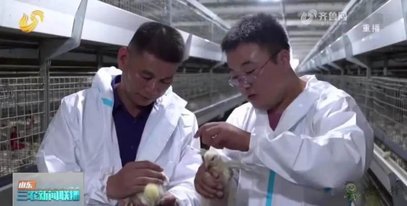 山東日照: 智慧養(yǎng)殖新模式 36萬(wàn)只肉雞養(yǎng)殖不犯難