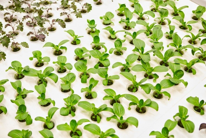 美國研發(fā)智慧農(nóng)場，未來蔬菜將由機(jī)器人種植