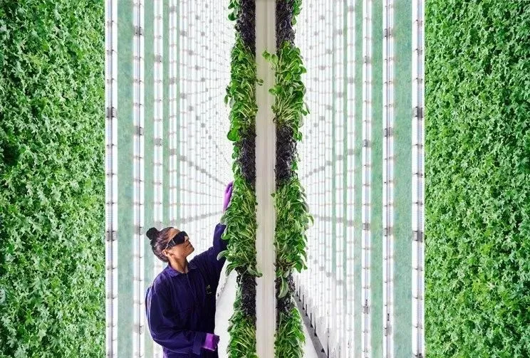 垂直農業領域的“泡沫”要爆？
