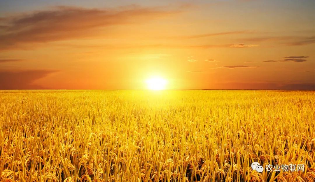 未來種業的競爭，是種子、農藥和數字農業的綜合競爭