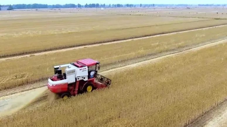 穩(wěn)了！“中原糧倉”實現(xiàn)麥收供需對接全覆蓋！