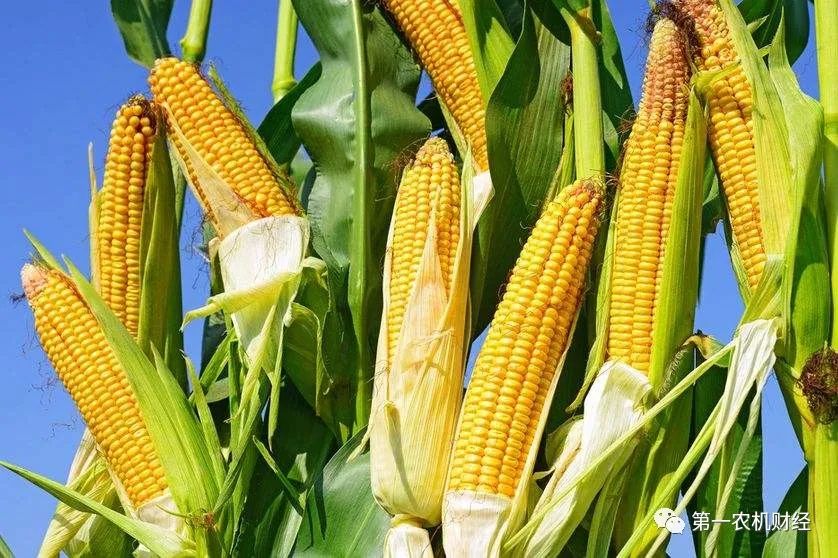 玉米淀粉限制出口了，玉米將繼續(xù)值錢