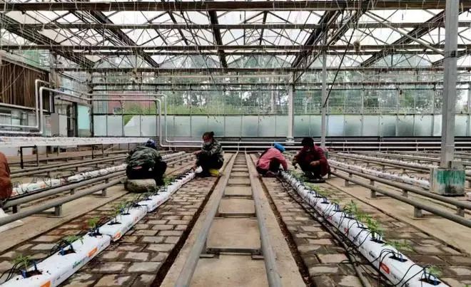 中國工程院院士、中國農業大學教授張福鎖：科技小院為什么行？